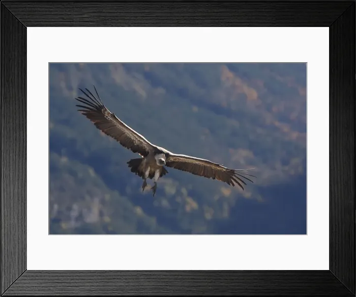 Framed Print : Eurasian Griffon Vulture - in flight. Pyrenees - Spain Framed Print : Eurasian Griffon Vulture - in flight. Pyrenees - Spain