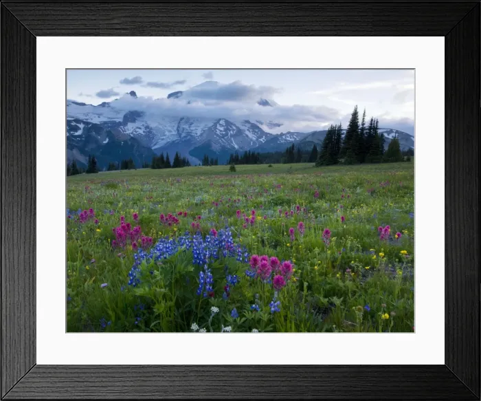 Framed Print : Meadows in the evening, with lupines, Magenta Paintbrush etc. on Mount Rainier, Cascade Mountains, Washington