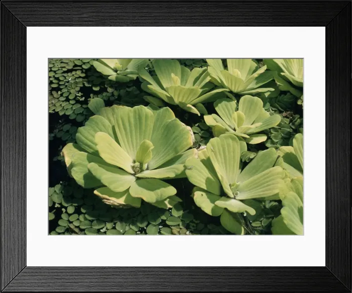 Framed Print : Nile Cabbage Framed Print : Nile Cabbage