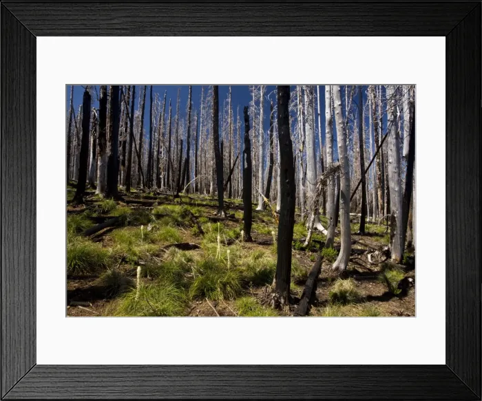 Framed Print : Lodgepole Pines with Bear Grass, 5 years after fire. Three-fingered Jack, Cascades, Oregon Framed Print : Lodgepole Pines with Bear Grass, 5 years after fire. Three-fingered Jack, Cascades, Oregon