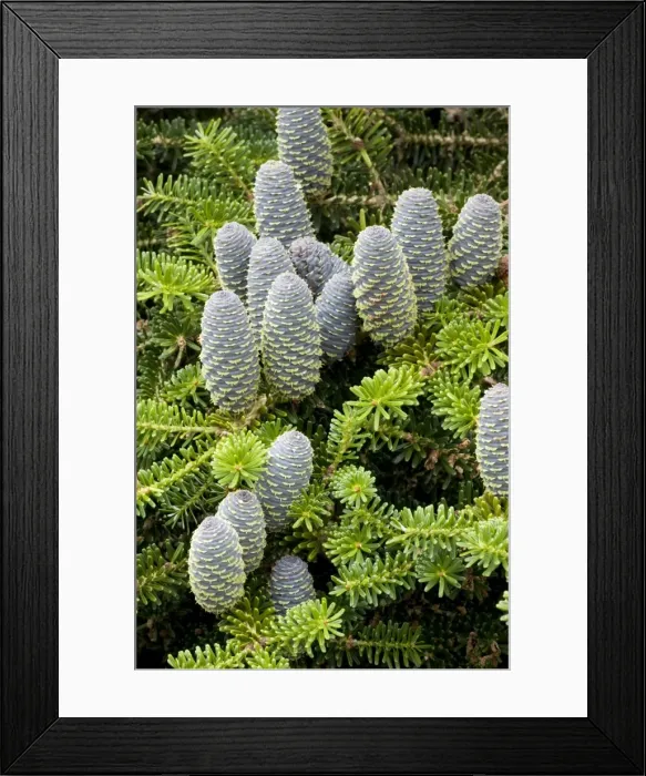 Framed Print : Korean fir (Abies koreana) with cones. Often grown as an ornamental tree. Korea Framed Print : Korean fir (Abies koreana) with cones. Often grown as an ornamental tree. Korea