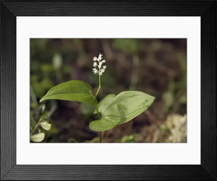 Framed Print : May lily (Maianthemum bifolium) in flower, in woodland. Rare in north UK Framed Print : May lily (Maianthemum bifolium) in flower, in woodland. Rare in north UK