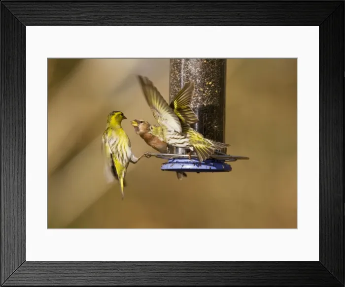 Framed Print : Siskins and Redpoll (Carduelis flammea) at feeder - showing aggression - Hampshire - UK Framed Print : Siskins and Redpoll (Carduelis flammea) at feeder - showing aggression - Hampshire - UK