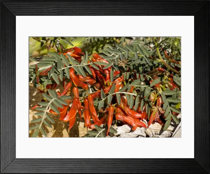 Framed Print : Sutherlandia fruticosa - a shrubby legume, with many medicinal properties. South Africa Framed Print : Sutherlandia fruticosa - a shrubby legume, with many medicinal properties. South Africa
