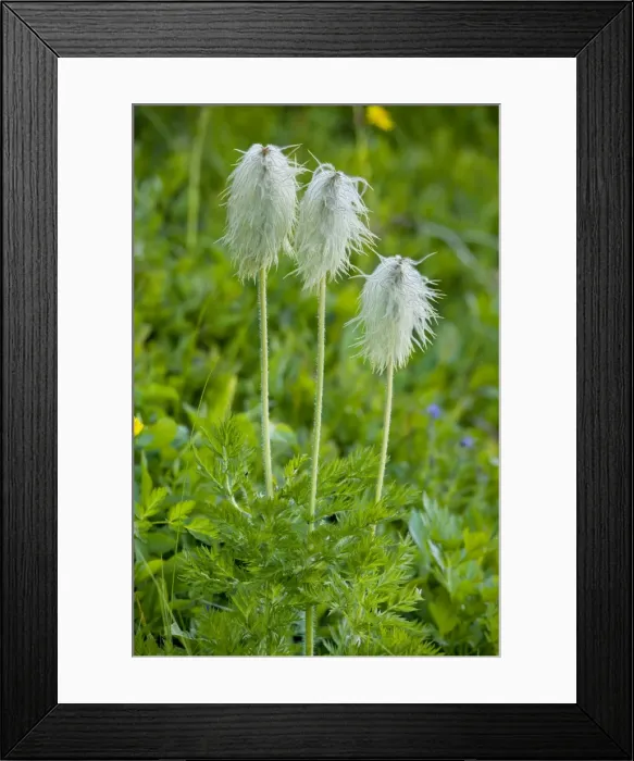 Framed Print : Seed heads of Western Anemone / Western Pasque flower - Mount Rainier, Cascade Mountains, Washington Framed Print : Seed heads of Western Anemone / Western Pasque flower - Mount Rainier, Cascade Mountains, Washington