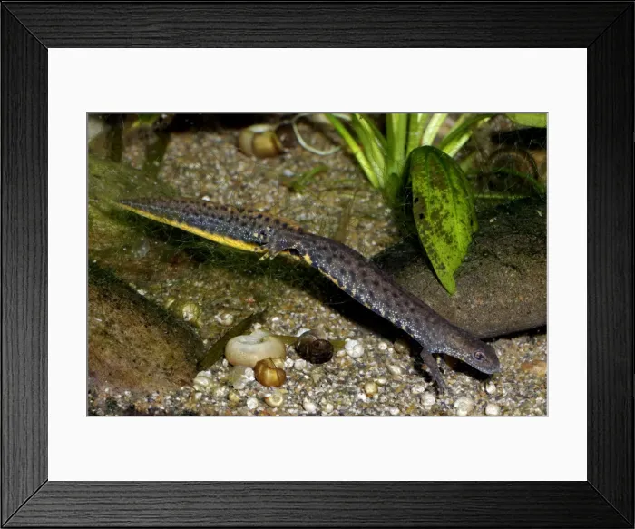 Framed Print : Great Crested Newt - in non-breeding condition lacking the high crest and bright colours of Spring Framed Print : Great Crested Newt - in non-breeding condition lacking the high crest and bright colours of Spring