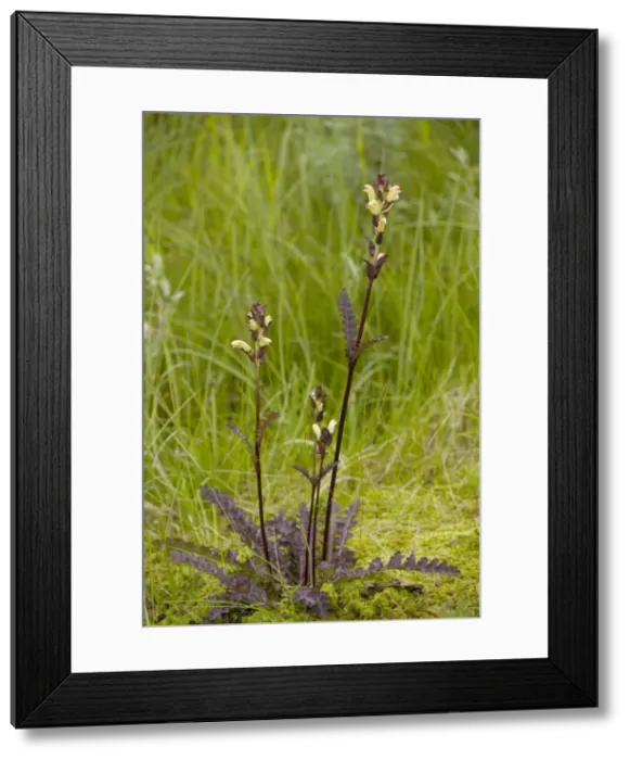 Framed Print : Moor-king (Pedicularis sceptrum-carolinae). A northern lousewort, Sweden
