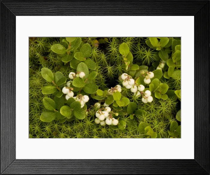Framed Print : Gaultheria miqueliana, in fruit Framed Print : Gaultheria miqueliana, in fruit