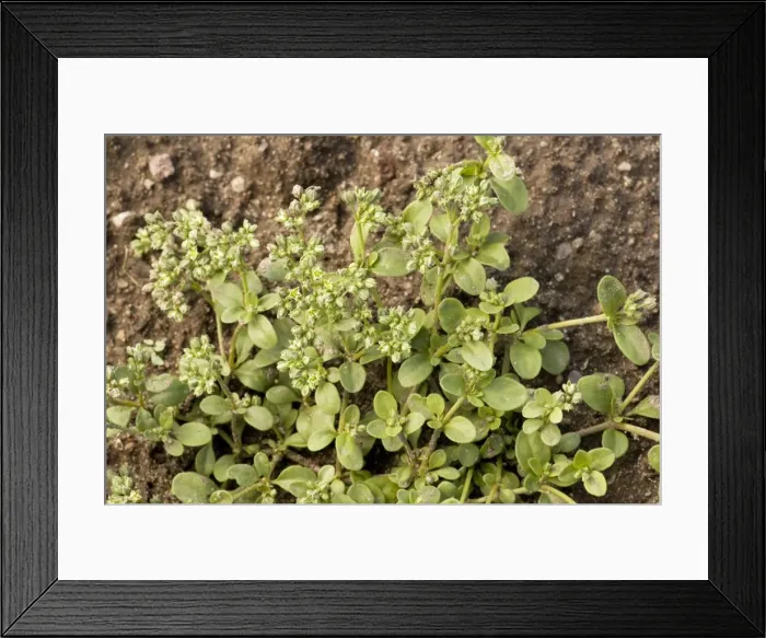 Framed Print : Four-leaved allseed (Polycarpon tetraphyllum). Rare coastal plant in UK Framed Print : Four-leaved allseed (Polycarpon tetraphyllum). Rare coastal plant in UK