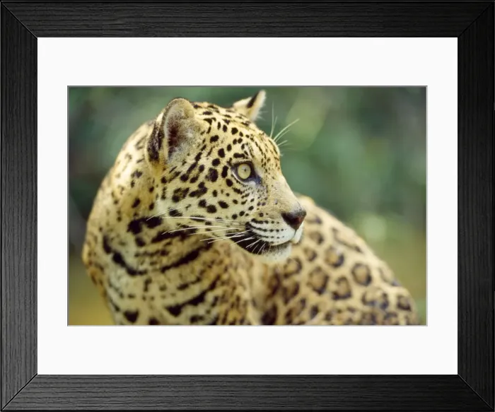 Framed Print : Jaguar - male - Amazonia Brazil Framed Print : Jaguar - male - Amazonia Brazil
