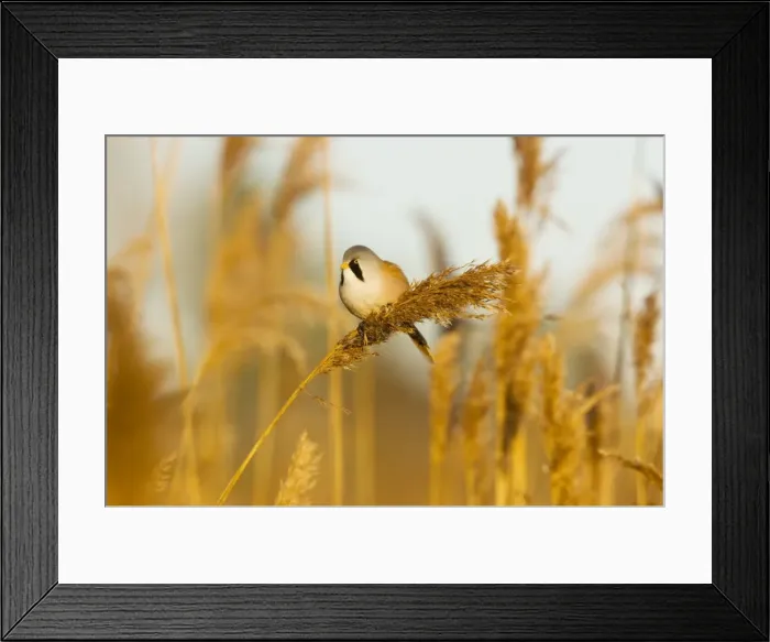 Framed Print : Bearded Tit - male in reeds - midwinter - Radipole - Dorset - UK Framed Print : Bearded Tit - male in reeds - midwinter - Radipole - Dorset - UK
