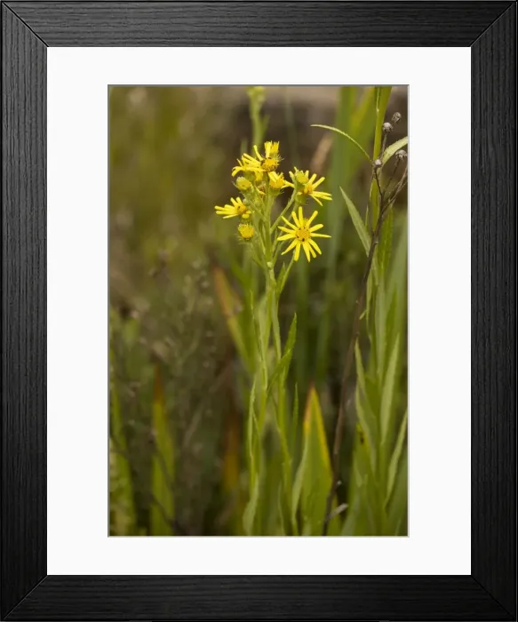 Framed Print : Fen ragwort (Senecio paludosus). Very rare in UK Framed Print : Fen ragwort (Senecio paludosus). Very rare in UK