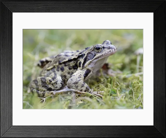 Framed Print : Common Frog - in garden - Lower Saxony - Germany Framed Print : Common Frog - in garden - Lower Saxony - Germany