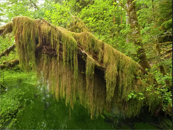 Amazing curtain of Oregon Selaginella or Oregon Spike Moss on a fallen red alder, Hoh temperate rain forest, Olympic National Park, Washington