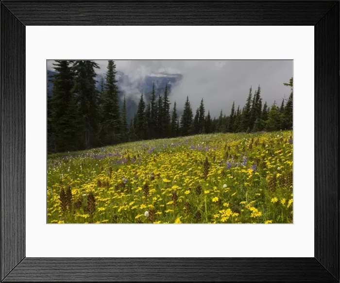 Framed Print : High altitude flowery meadows, Hurricane Ridge, Olympic National Park, Washington