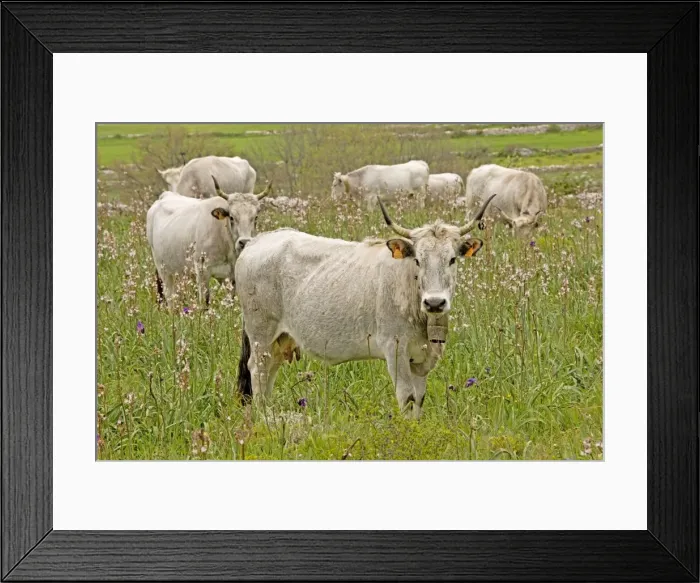 Framed Print : Longhorn Cattle - grazing flowery walled pasture on the Gargano Peninsula - Italy Framed Print : Longhorn Cattle - grazing flowery walled pasture on the Gargano Peninsula - Italy