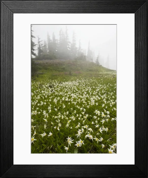 Framed Print : White Avalanche Lily (Erythronium montanum), en masse on Hurricane Ridge, Olympic National Park, Washington Framed Print : White Avalanche Lily (Erythronium montanum), en masse on Hurricane Ridge, Olympic National Park, Washington