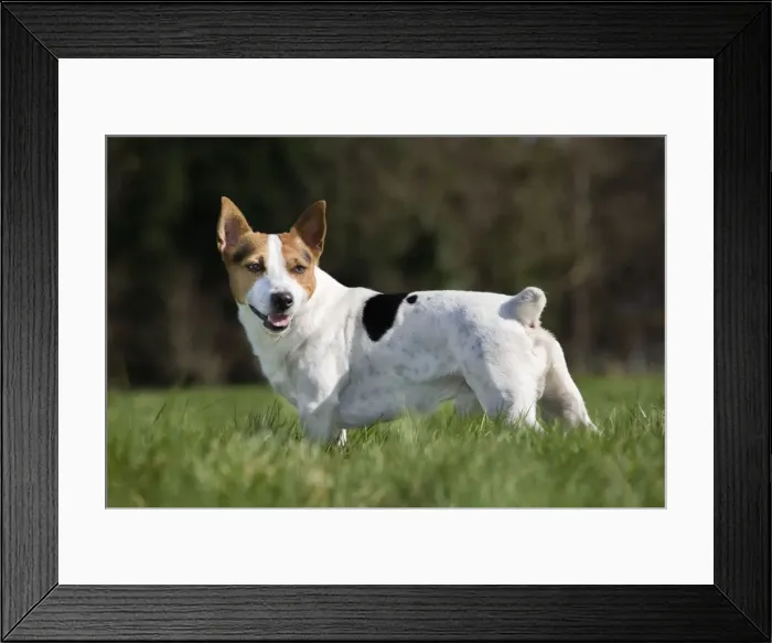 Framed Print : Dog - Jack Russell in garden Framed Print : Dog - Jack Russell in garden