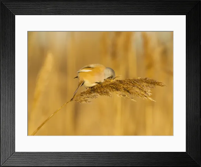 Framed Print : Bearded Tit - male in reeds - midwinter - Radipole - Dorset - UK Framed Print : Bearded Tit - male in reeds - midwinter - Radipole - Dorset - UK