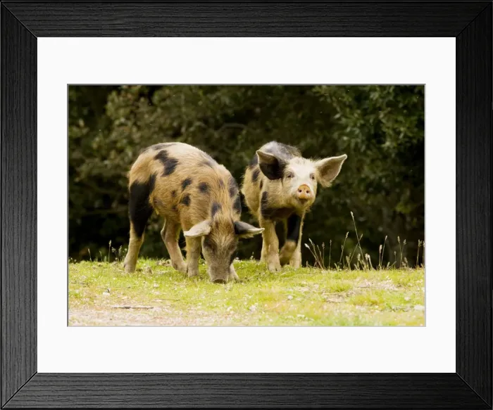 Framed Print : Piglets foraging in woodland clearing in the mountains of central Corsica, France Framed Print : Piglets foraging in woodland clearing in the mountains of central Corsica, France