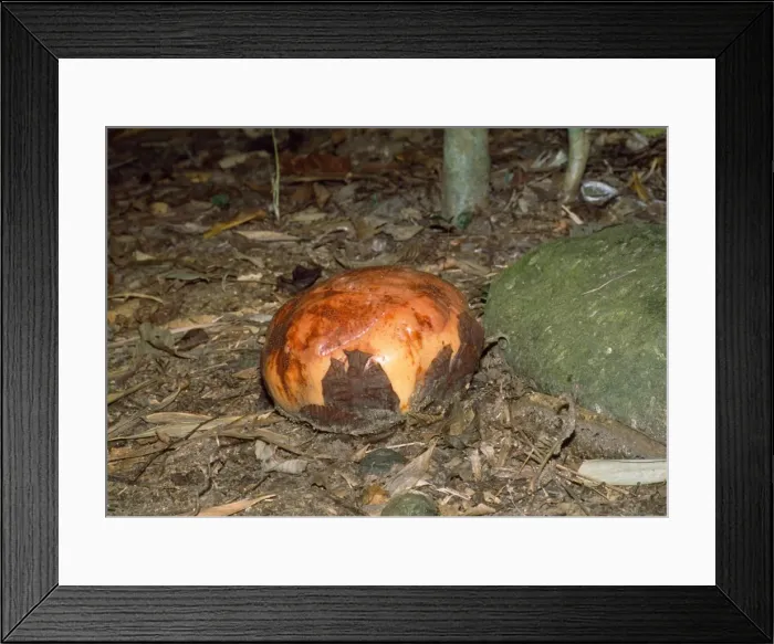 Framed Print : Rafflesia - prior to petals opening Framed Print : Rafflesia - prior to petals opening