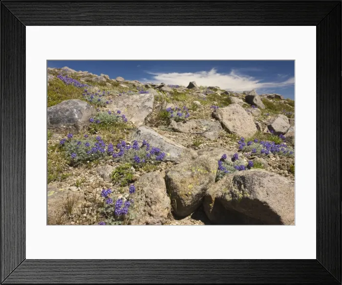 Framed Print : High-altitude tundra dominated by dwarf lupins (Lupinus lepidus = L. lyalii) at 6-7000 ft on Mount Rainier, Cascade Mountains, Washington Framed Print : High-altitude tundra dominated by dwarf lupins (Lupinus lepidus = L. lyalii) at 6-7000 ft on Mount Rainier, Cascade Mountains, Washington