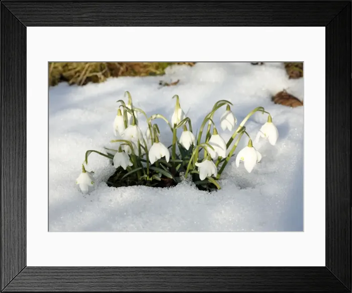Framed Print : Snowdrop - flowers amongst snow in garden - Lower Saxony - Germany Framed Print : Snowdrop - flowers amongst snow in garden - Lower Saxony - Germany