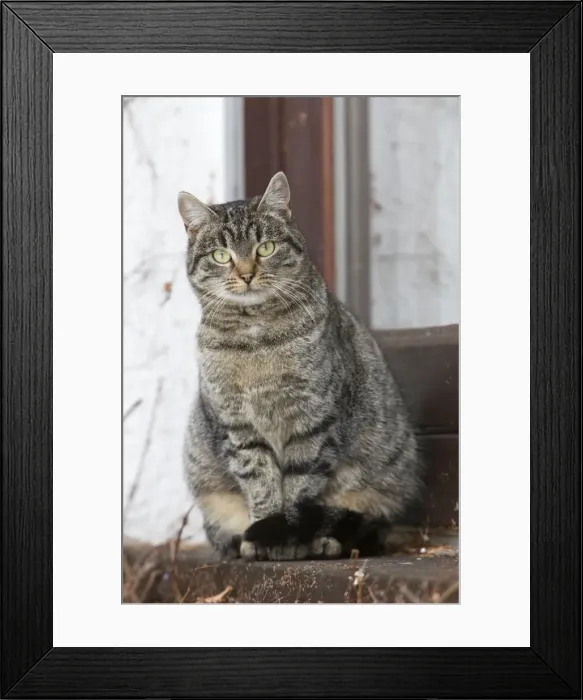 Framed Print : Cat - sitting outside house door - Lower Saxony - Germany Framed Print : Cat - sitting outside house door - Lower Saxony - Germany