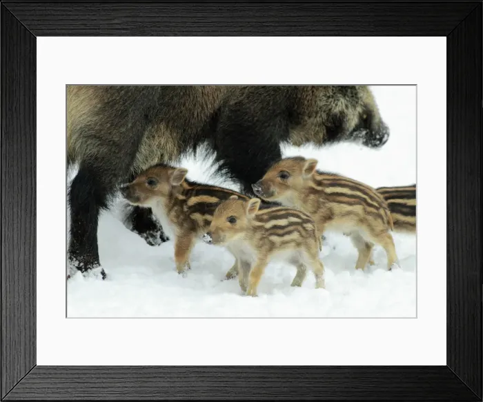 Framed Print : European Wild Pig / Boar - mother or sow with piglets - in winter - Hessen - Germany Framed Print : European Wild Pig / Boar - mother or sow with piglets - in winter - Hessen - Germany
