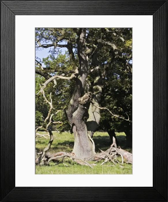 Framed Print : Common Oak Tree Framed Print : Common Oak Tree