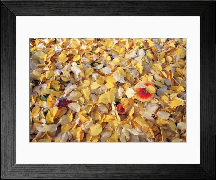 Framed Print : Birch Leaves - on ground with Fly Agaric (Amanita muscaria), Hessen, Germany Framed Print : Birch Leaves - on ground with Fly Agaric (Amanita muscaria), Hessen, Germany