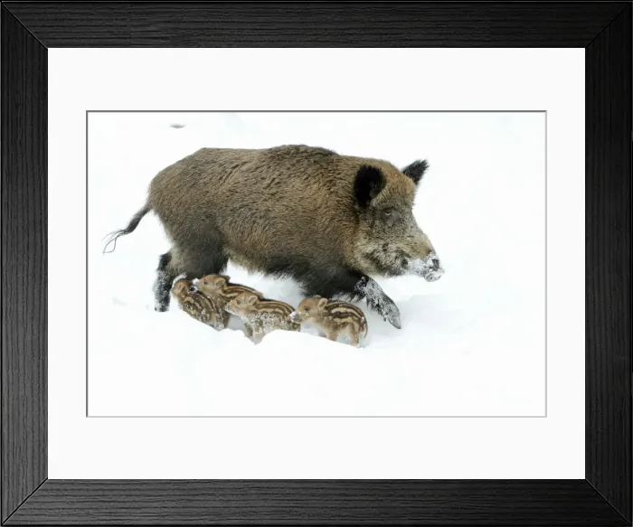 Framed Print : European Wild Pig / Boar - sow alert with piglets in snow - winter - Hessen - Germany Framed Print : European Wild Pig / Boar - sow alert with piglets in snow - winter - Hessen - Germany