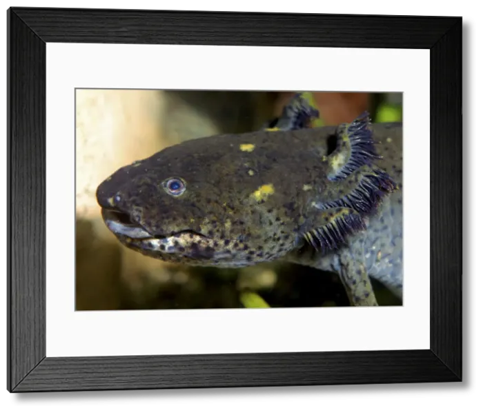 Framed Print : Axolotl - neotenous larva with external gills - Mexico Framed Print : Axolotl - neotenous larva with external gills - Mexico