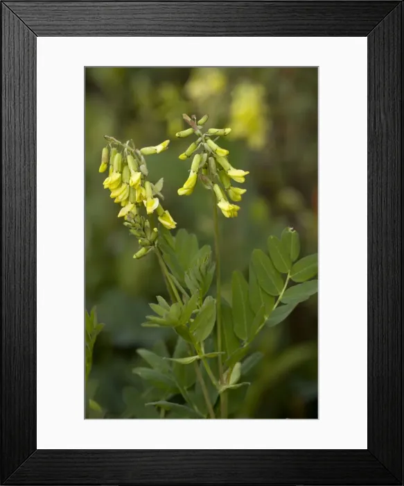 Framed Print : Yellow alpine milk-vetch (Astragalus frigidus). Norway Framed Print : Yellow alpine milk-vetch (Astragalus frigidus). Norway