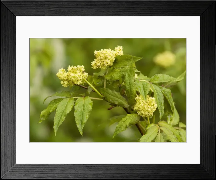 Framed Print : Alpine elder or Red-berried Elder (Sambucus racemosa) in flower Framed Print : Alpine elder or Red-berried Elder (Sambucus racemosa) in flower