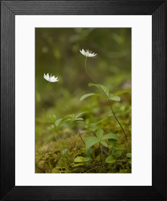 Framed Print : Chickweed wintergreen (Trientalis europaea) in flower. A northern woodland flower, Scotland Framed Print : Chickweed wintergreen (Trientalis europaea) in flower. A northern woodland flower, Scotland