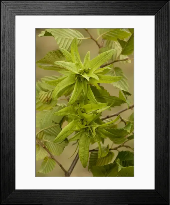 Framed Print : Hornbeam (Carpinus betulus) in fruit, showing large bracts. Hants Framed Print : Hornbeam (Carpinus betulus) in fruit, showing large bracts. Hants