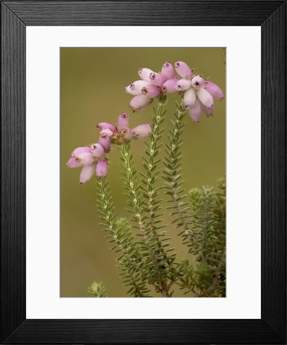 Framed Print : Cross-leaved heath (Erica tetralix) in flower, on Dorset heath Framed Print : Cross-leaved heath (Erica tetralix) in flower, on Dorset heath