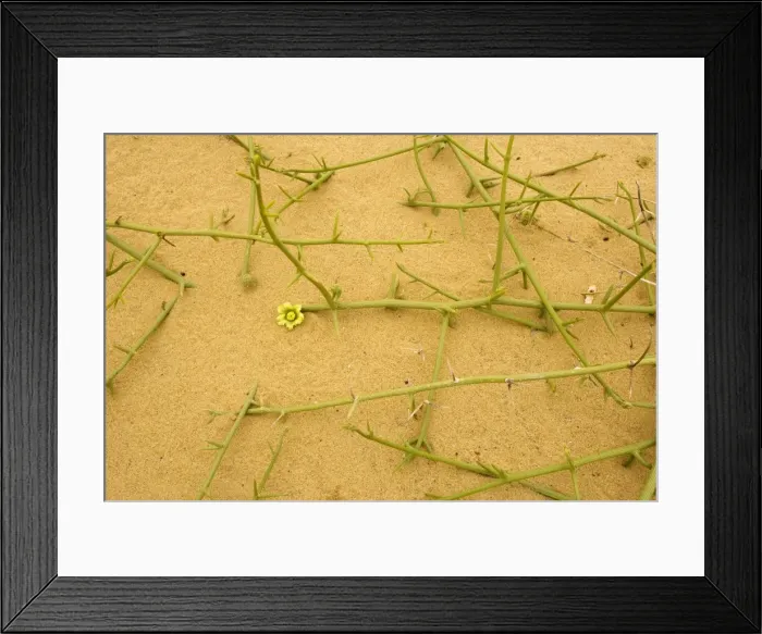 Framed Print : Nara plant - widely used by local Topnaar people. Namibia Framed Print : Nara plant - widely used by local Topnaar people. Namibia