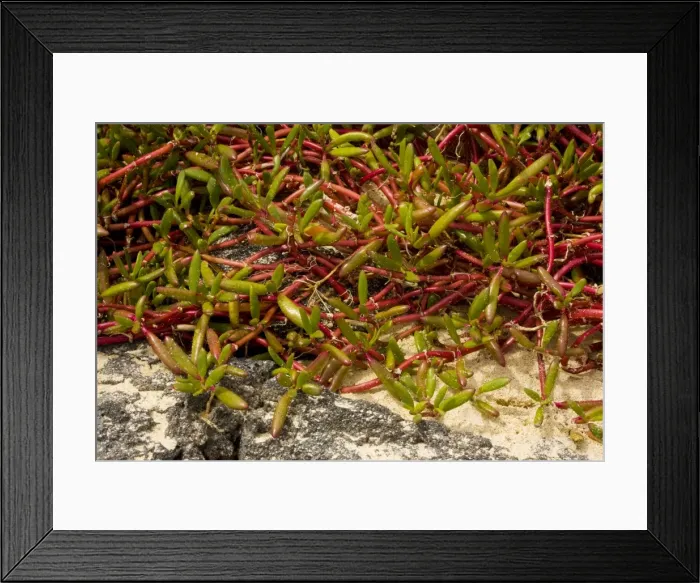 Framed Print : Galapagos carpetweed (Sesuvium edmonstonei), Floreana, Galapagos Framed Print : Galapagos carpetweed (Sesuvium edmonstonei), Floreana, Galapagos