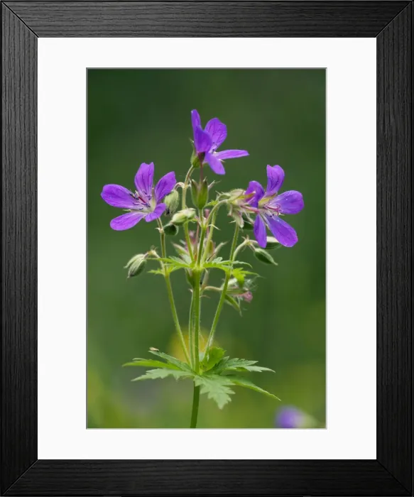Framed Print : Wood cranesbill (Geranium sylvaticum). Scotland Framed Print : Wood cranesbill (Geranium sylvaticum). Scotland