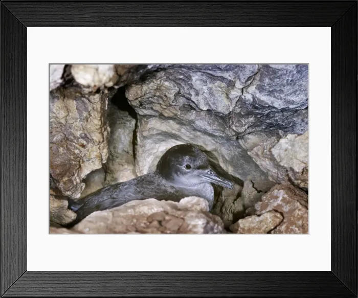 Framed Print : Balearic Shearwater - on nest in cave - Mallorca Framed Print : Balearic Shearwater - on nest in cave - Mallorca