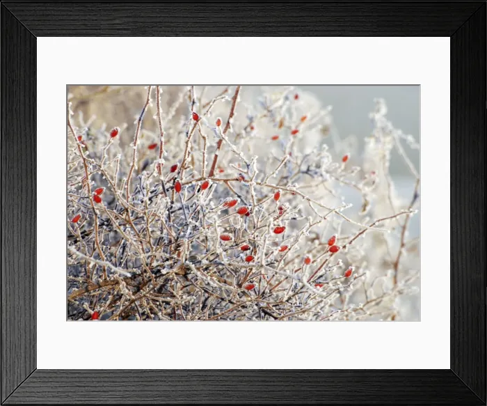 Framed Print : Berries / Rose hips - Wild Rose in hedge, covered in frost Framed Print : Berries / Rose hips - Wild Rose in hedge, covered in frost