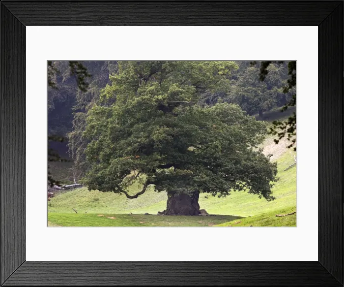 Framed Print : Common Oak Framed Print : Common Oak