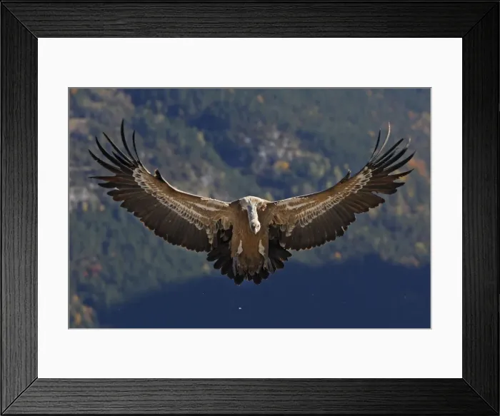 Framed Print : Eurasian Griffon Vulture - in flight. Pyrenees - Spain Framed Print : Eurasian Griffon Vulture - in flight. Pyrenees - Spain