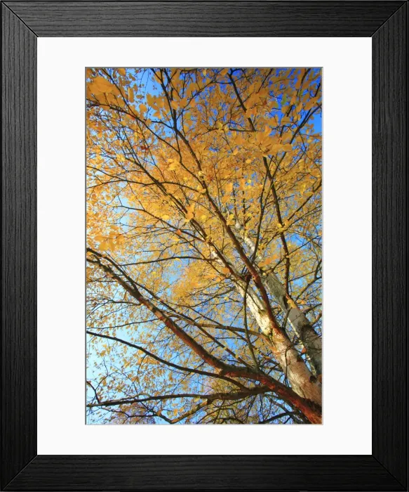 Framed Print : Birch Trees - in autumn colour, Hessen, Germany Framed Print : Birch Trees - in autumn colour, Hessen, Germany