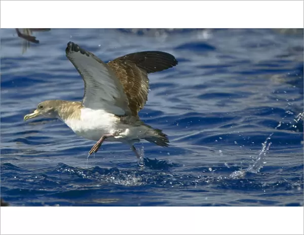 Cory's Shearwater - in flight - running on the sea for take off - Madeira - September