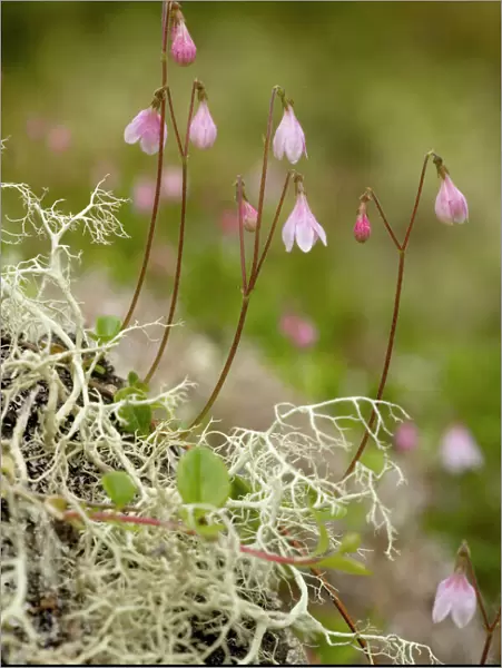 Twin flower, Linnaea borealis. Very rare in UK. Said to be Linnaeus favourite plant