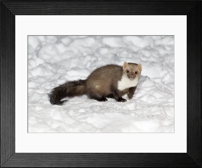 Framed Print : Beech / Stone Marten - in snow covered garden - Lower Saxony - Germany Framed Print : Beech / Stone Marten - in snow covered garden - Lower Saxony - Germany