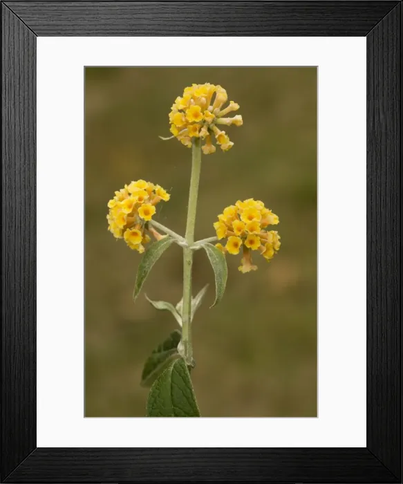 Framed Print : A garden buddleia (Buddleia globosa) Framed Print : A garden buddleia (Buddleia globosa)